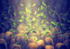Green bacteria among intestine lining cells microscopic view
