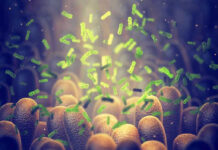 Green bacteria among intestine lining cells microscopic view