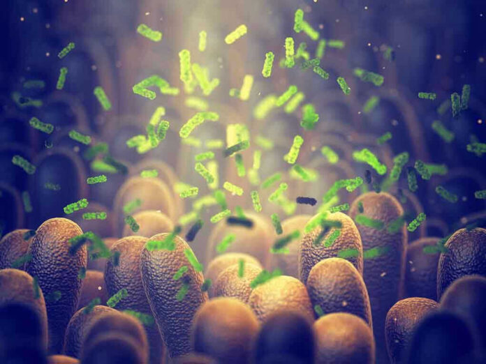 1495084595 Green bacteria among intestine lining cells microscopic view