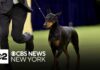 Penny the Doberman wins best in show at 150th Westminster