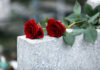 Famed Sports Reporter DEAD, Three Kids Perish in Inferno! Red roses on a gray stone surface.