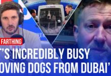 Stranded dogs in Dubai: What's the situation