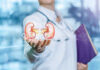 Person holding digital kidney illustration in hand.